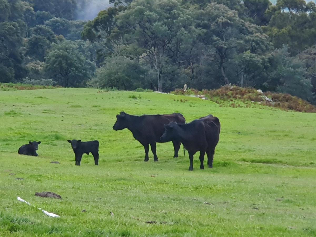 Ruby'S Cottage Farm Stay Port Arthur Esterno foto
