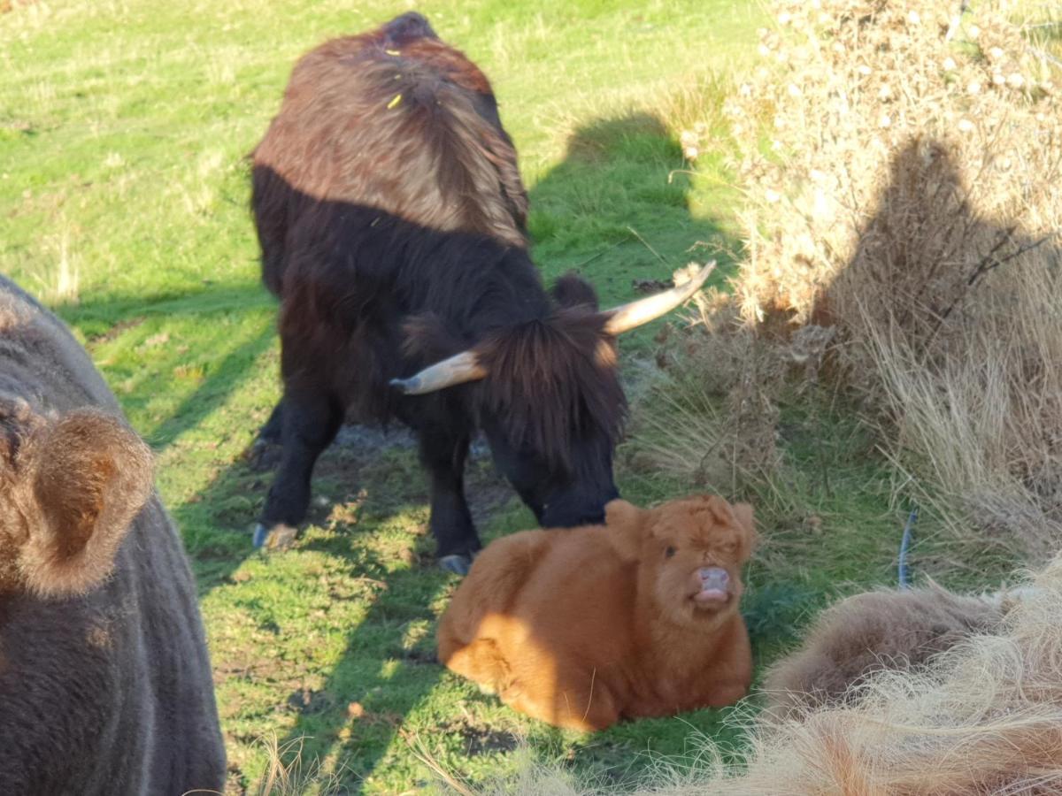 Ruby'S Cottage Farm Stay Port Arthur Esterno foto