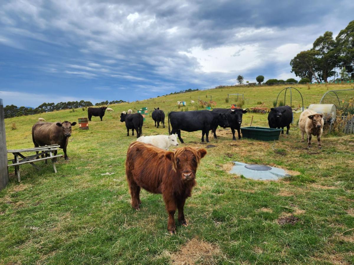 Ruby'S Cottage Farm Stay Port Arthur Esterno foto