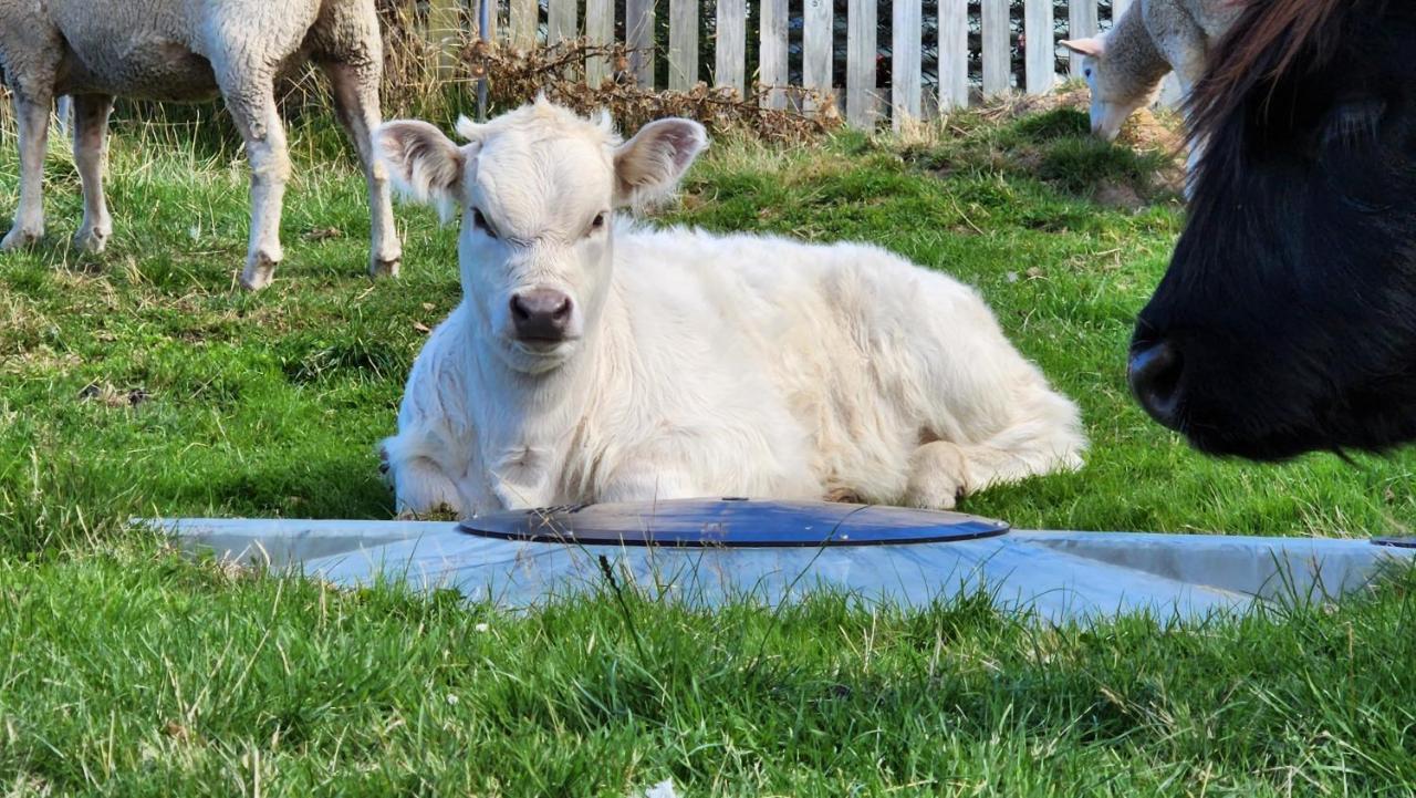 Ruby'S Cottage Farm Stay Port Arthur Esterno foto