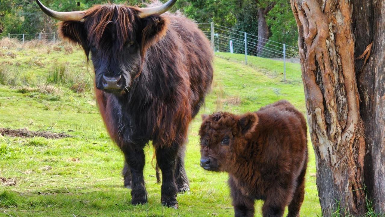 Ruby'S Cottage Farm Stay Port Arthur Esterno foto