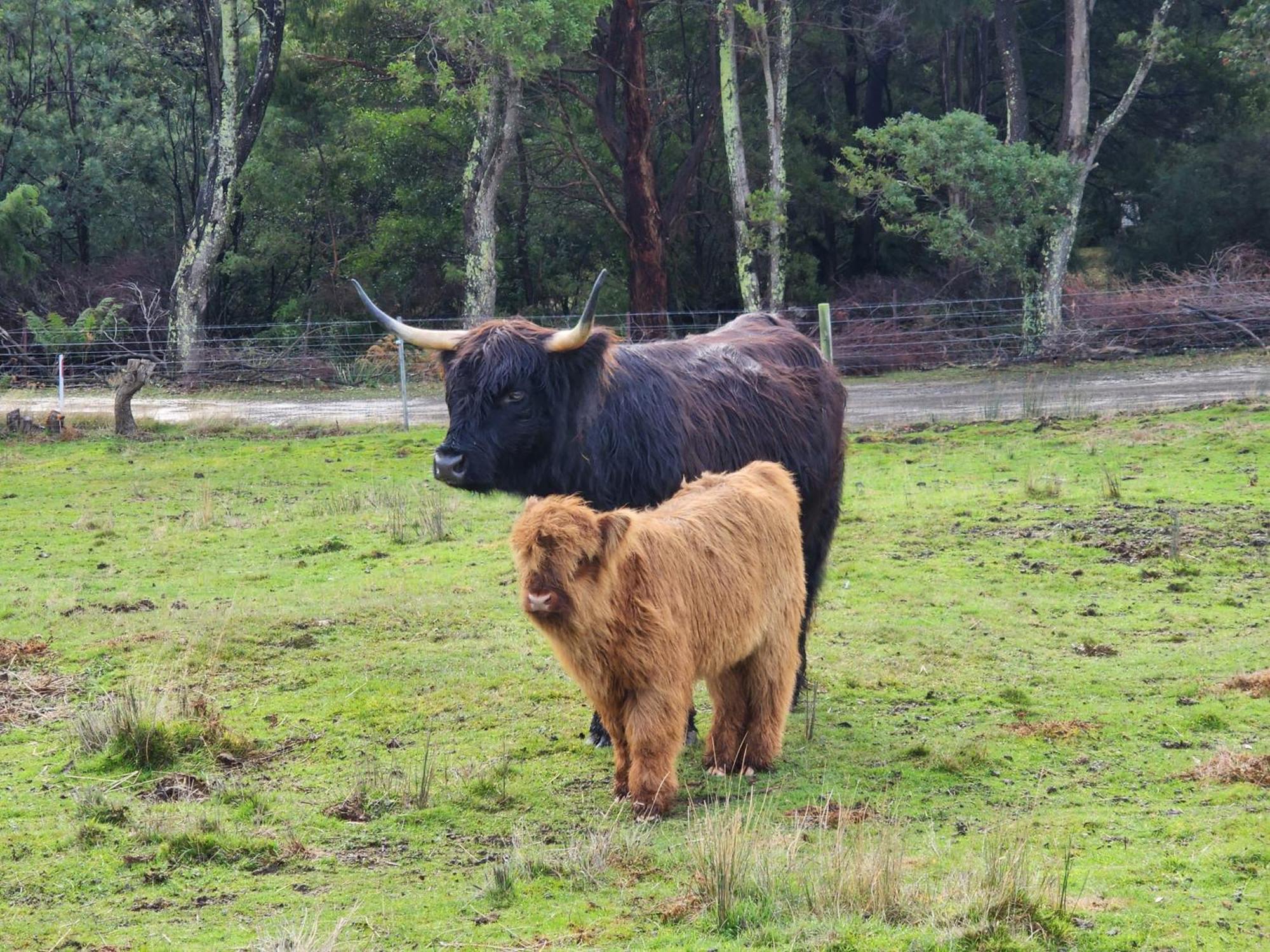 Ruby'S Cottage Farm Stay Port Arthur Esterno foto