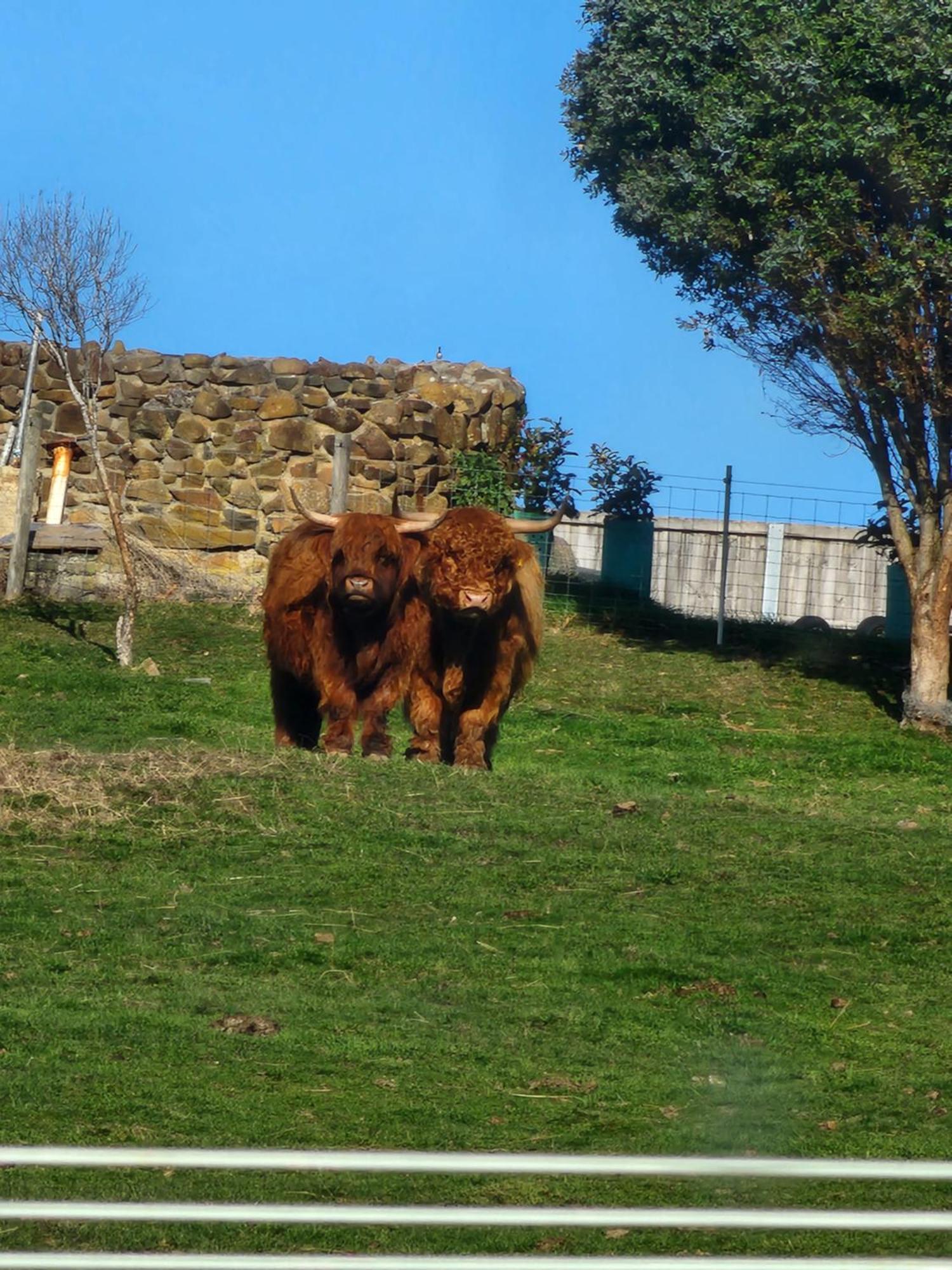 Ruby'S Cottage Farm Stay Port Arthur Esterno foto