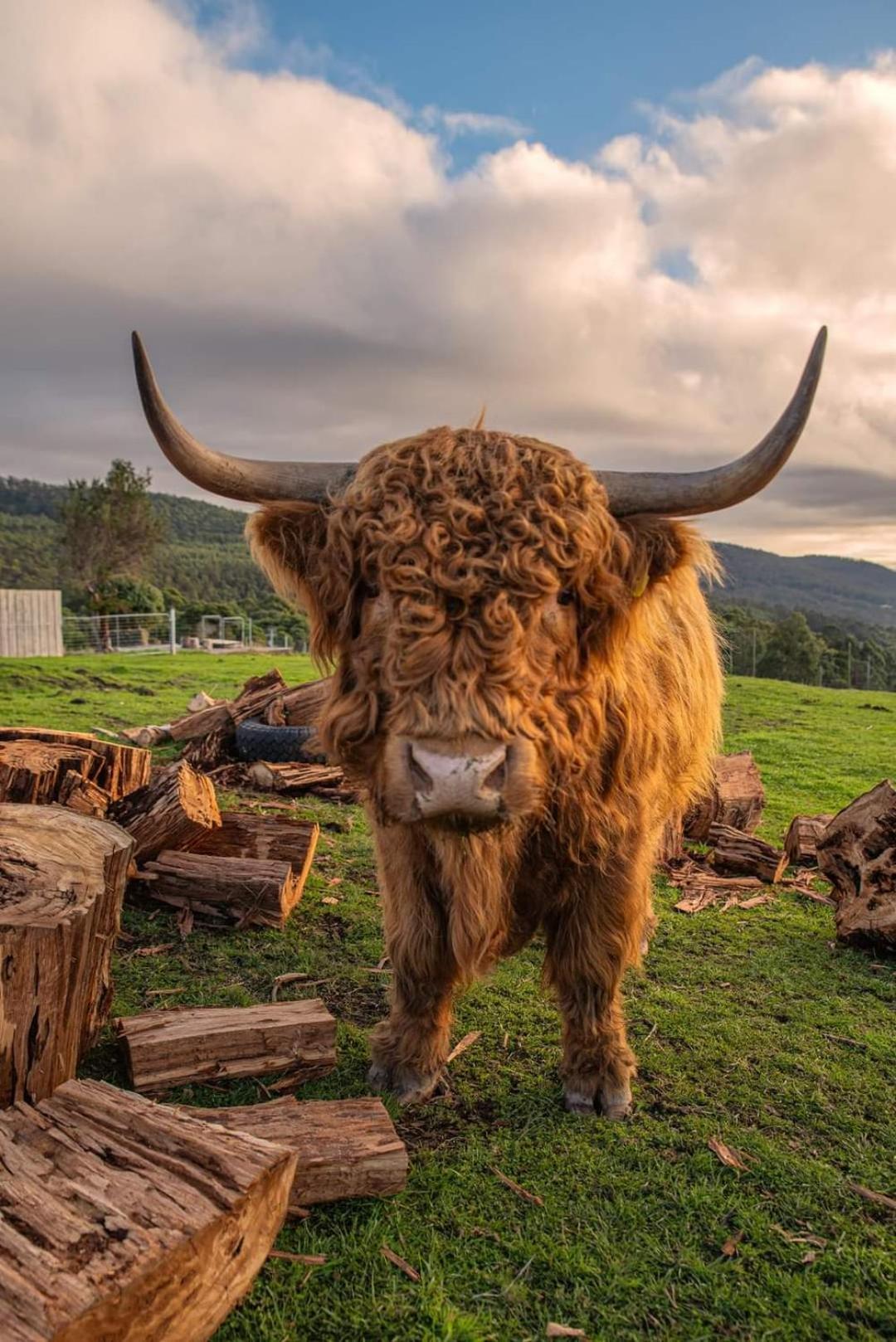 Ruby'S Cottage Farm Stay Port Arthur Esterno foto