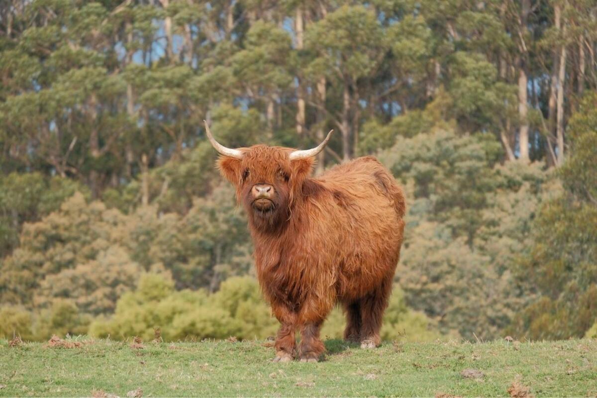 Ruby'S Cottage Farm Stay Port Arthur Esterno foto
