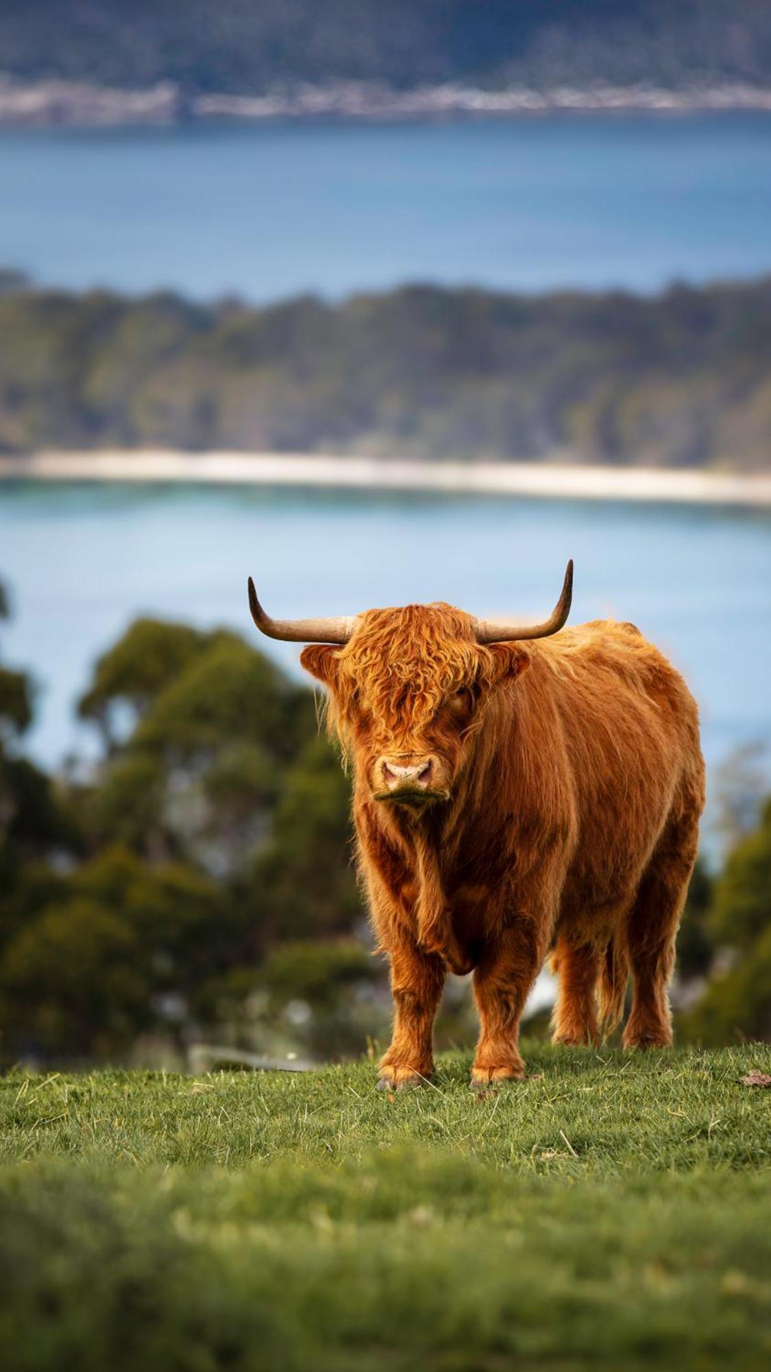 Ruby'S Cottage Farm Stay Port Arthur Esterno foto